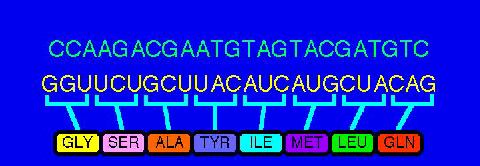 The genetic code is read in groups of three nucleotids, each group representing one amino acids.