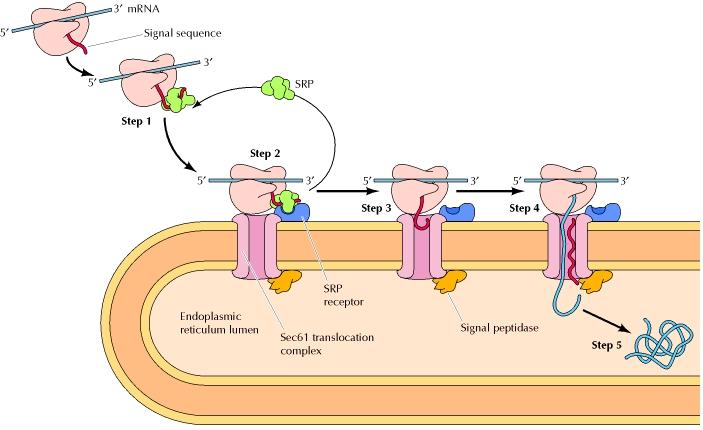 As the signal sequence emerges from the ribosome, it is recognized and bound by the signal recognition particle (SRP).