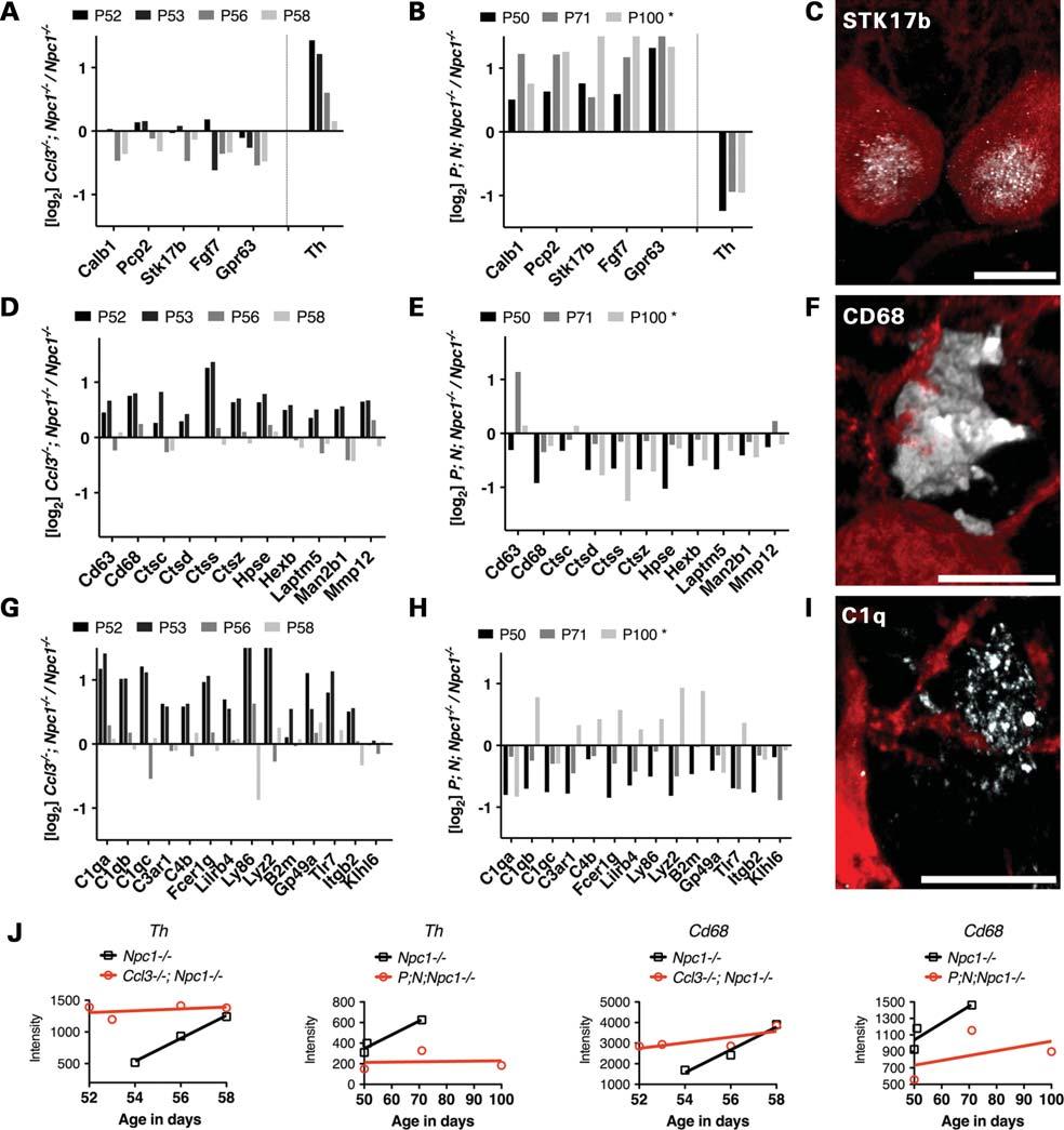 Human Molecular Genetics, 2012, Vol. 21, No. 13 2951 Figure 3. Deletion of Ccl3 does not retard neurodegeneration or decrease neuroinflammation in NPC mice.