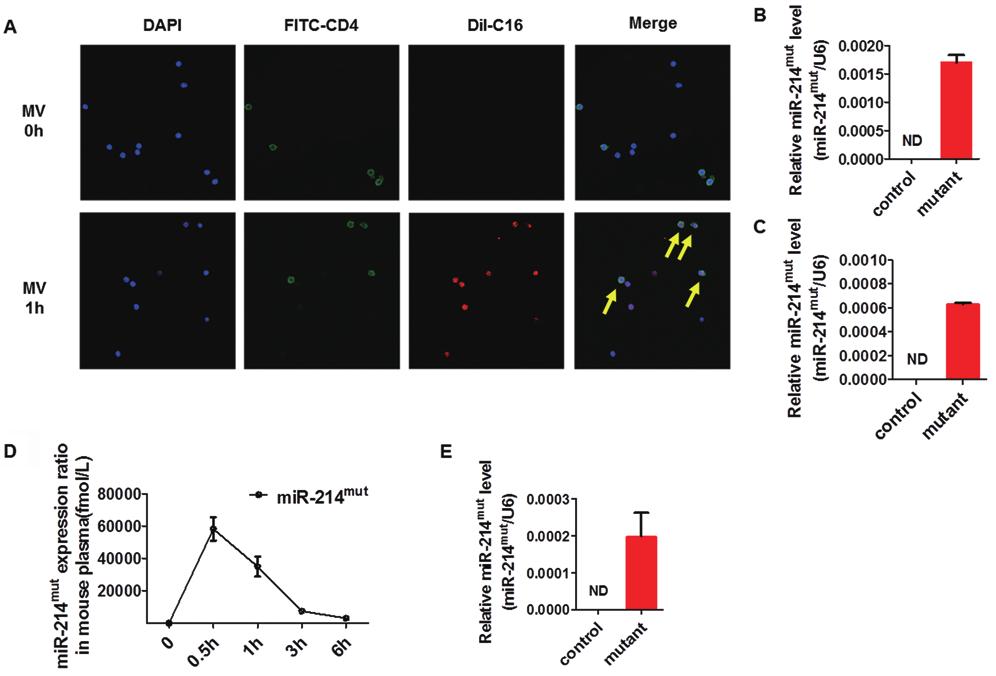 npg Tumor-secreted mir-214 induces Tregs 1172 Figure 5 LLC-derived MV sufficiently delivers exogenous mir-214 into the recipient CD4 + T cells in vivo.