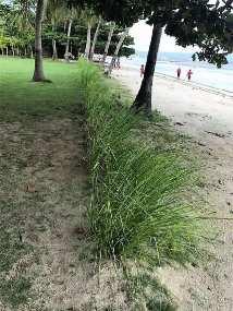 Vetiver planting to