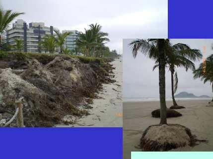 Beach Erosion Erosion of beach dune protected by Sweet Grass - Paspalum maritimum.