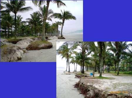 Beach Erosion Erosion of beach dune protected by Sweet Grass -