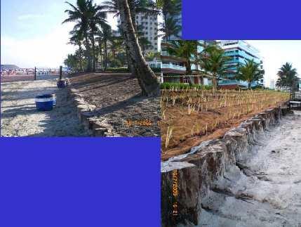 Wooden palisade in high risk area, before and after biodegradable