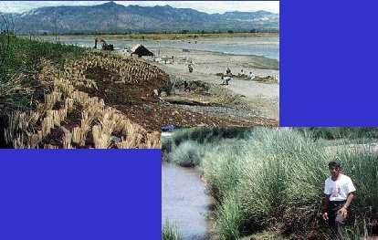 Philippines: Vetiver planting to protect the bank of Abra River estuary against flood erosion and tidal