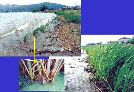 Philippines Vetiver planting to protect the estuary bank against