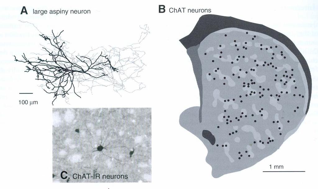 The interneurons of the striatum make up about 5-10% of the neurons TANs: