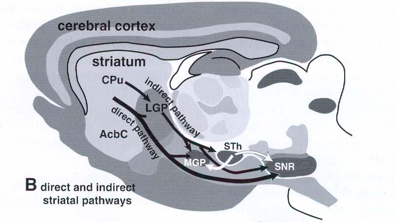 Direct and indirect pathways The direct pathway causes disinhibition The