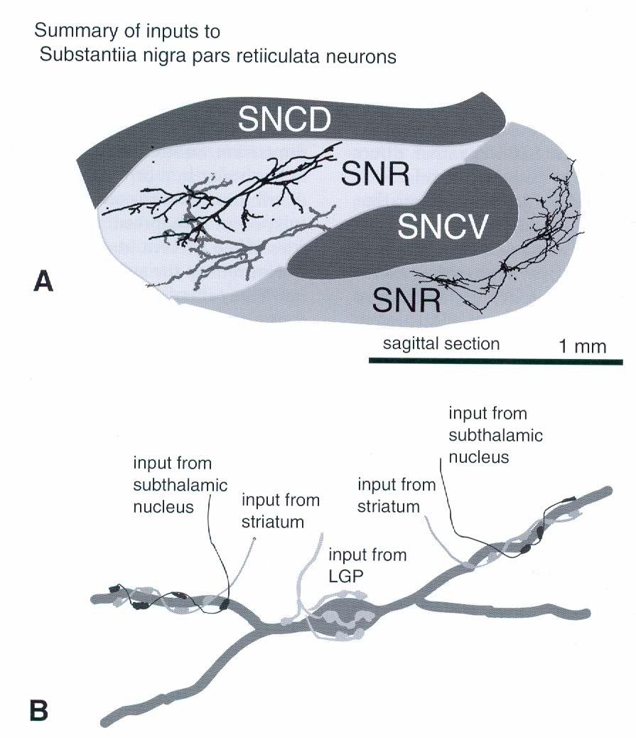 Synaptic inputs to the SNr The SNc and SNr cannot be distinguished based on