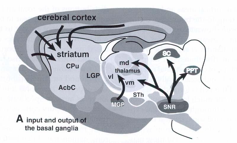 Input and output of the basal ganglia