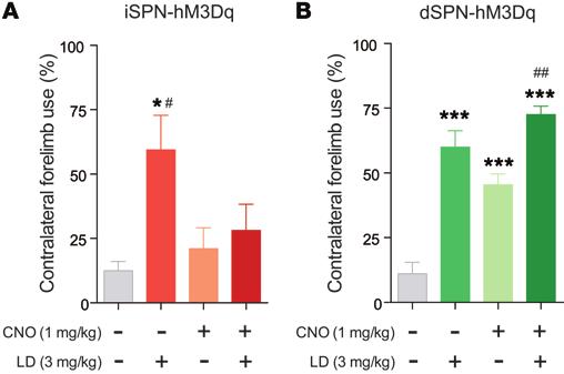 RESEARCH ARTICLE Figure 4. Gq-DREADD mediated activation of ispns or dspns oppositely modulates therapeutic-like effects of L-DOPA in 6-OHDA lesioned mice.