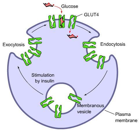 Insulin-dependent targeting of GLUT4 High [glucose] (fed state) high [insulin] The cell is allowed to