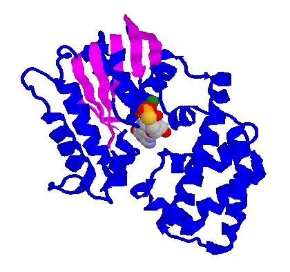 Structure of G proteins: The nucleotide binding site in G α consists of loops that extend out from the edge of a 6-stranded β-sheet.