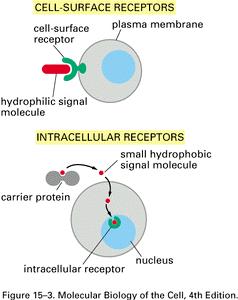 Receptors = Proteins that bind signals and initiate a signaling cascade Cell membrane receptors -integral membrane