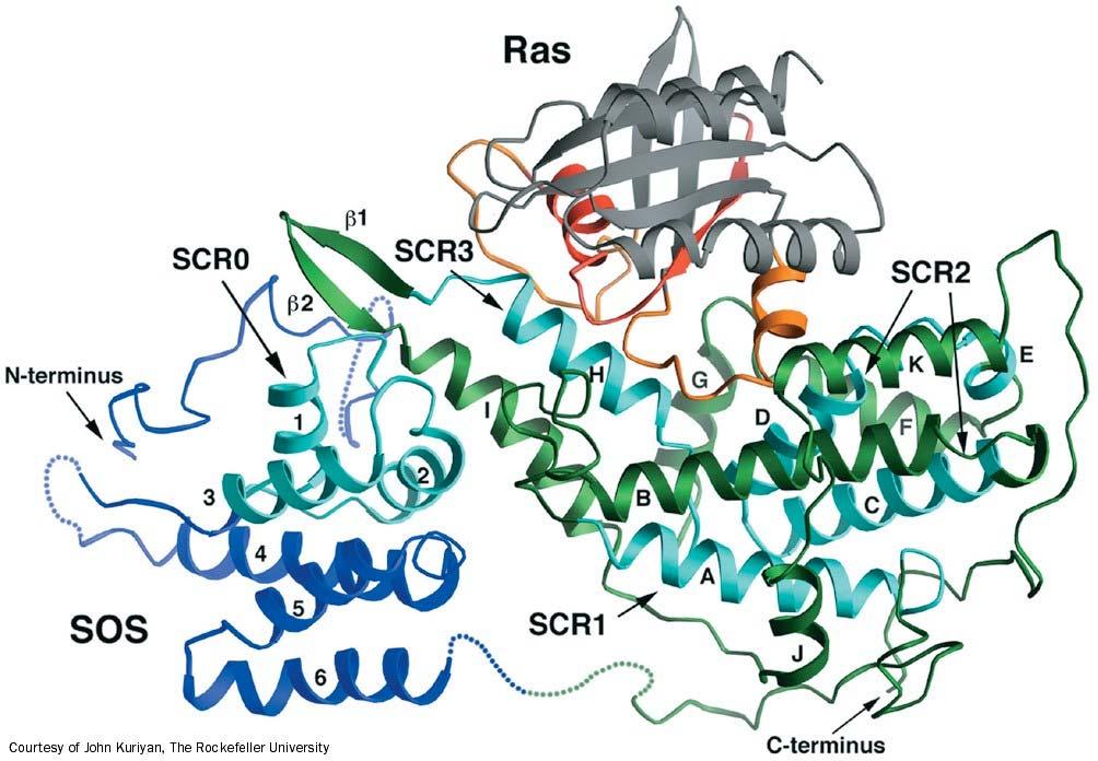 vicinity of Ras Ras is activated by RTK via Grb2-SOS complex Sos