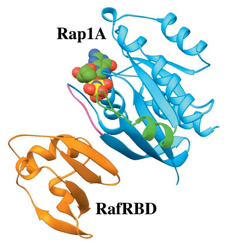 Page 697 Structure of the Ras binding domain of Raf (RafRBD;