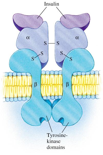 Insulin signalling Two extracellular alpha chains each with an insulin-binding site, linked to two transmembrane beta chains, each with a cytosolic tyrosine kinase domain.
