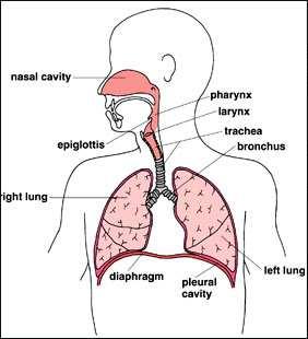 Organs of the Respiratory System Laboratory Exercise 52 Background The organs of the respiratory system include the nose, nasal cavity, sinuses, pharynx, larynx, trachea, bronchial tree, and lungs.