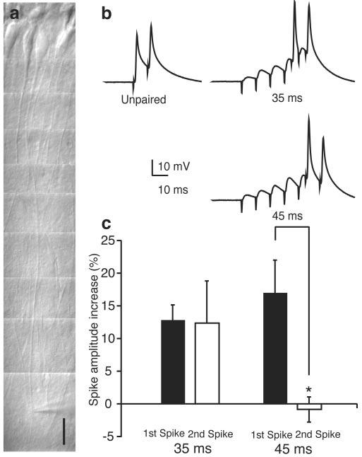 Fig. 2. LTP induction depends on the timing between subthreshold synaptic stimulation and postsynaptic action potentials.