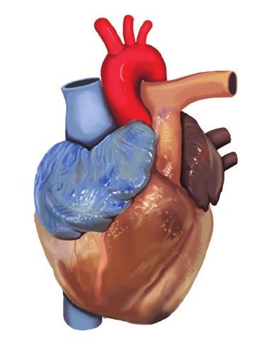 Heart Left common carotid artery Brachiocephalic artery Left