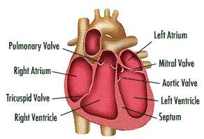The Human Heart: The Most Important Muscle in the Human Body (1) As you have already learned, there are muscles all over your body. All of them are important, but not all of them are vital.