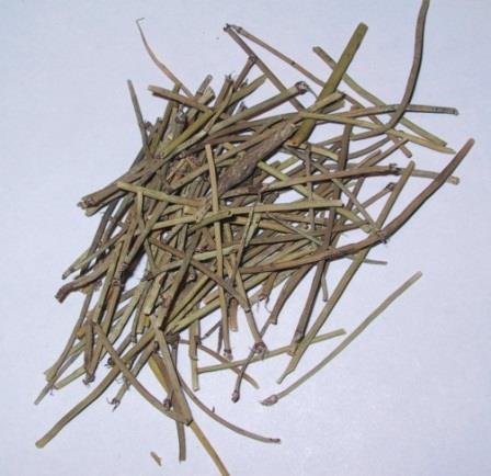 Herbal Identification Ma Huang Tang Ma Huang Release Exterior (Warm) Gui Zhi Release Exterior (Warm) Xing Ren Eliminate Phlegm & Cough