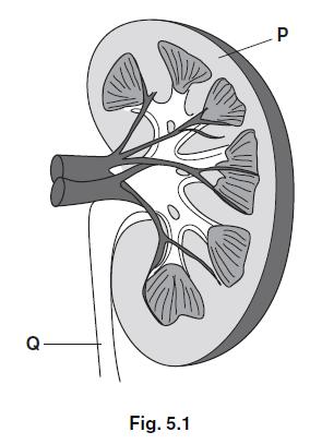 Question: 8 (a) Fig. 5.1 is a drawing representing a vertical section through a mammalian kidney. Name the region P and the structure Q.
