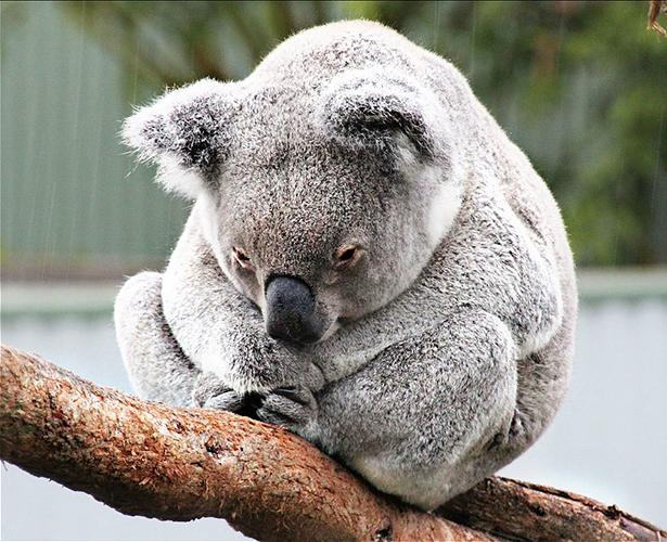 Killer Virus Is Invading Koala DNA An infection sweeping through Australia s koala population is revealing how retroviruses insert themselves into the genome.