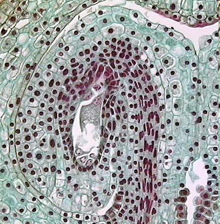 8 nucleate Embryo Sac x40. This is the Lily mature female gametophyte consisting of 7 cells and 8 haploid nuclei. Such a flowering plant female gametophyte is usually called the "embryo sac".