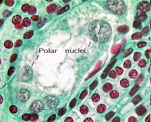 Embryo Sac x400. The polar nuclei and egg are labeled.