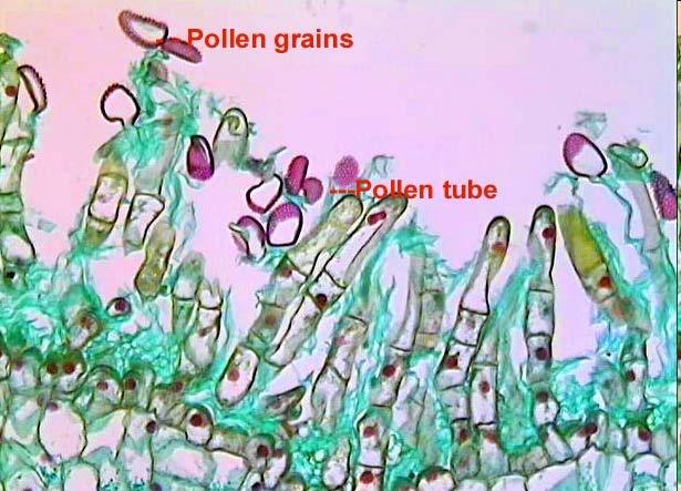 Stigma and pollen x100.