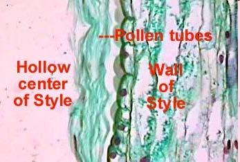Pollen tubes grow down the hollow center