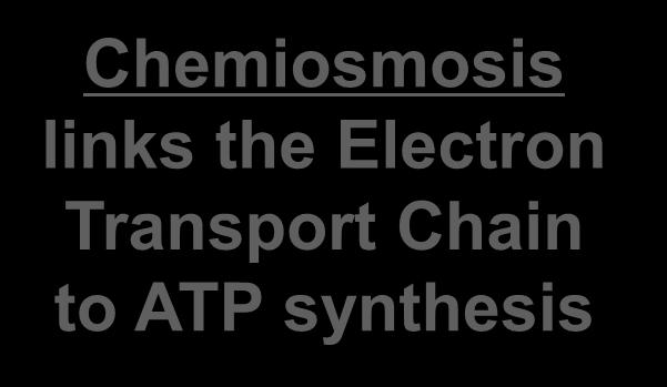 Transport Chain to ATP synthesis http://www.