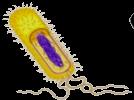Mitochondria Function Dividing mitochondria Who else divides like that? bacteria!
