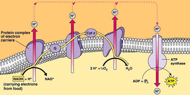 Membrane-bound proteins Enzymes & permeases What does this tell us about the