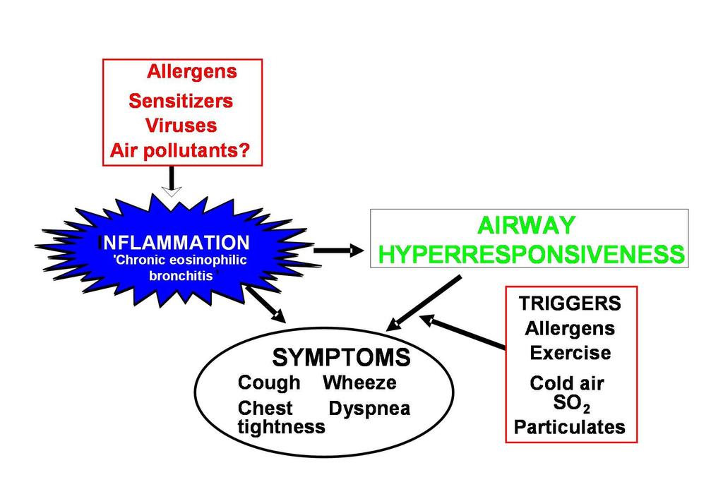 Consequences of asthmatic inflammation Direct: histamine, methacholine Indirect: Allergen, exercise,