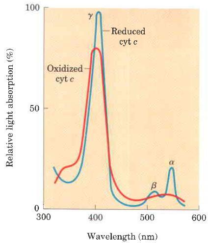 Light absorption: Each cytochrome in its reduced (F +2 ) state has 3 absorption bands in the visible