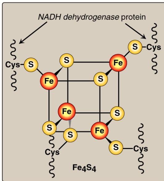 transfers At least 8 Fe-S proteins function in the ETC The reduction potential of Fe-S