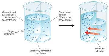 2. Osmosis Diffusion of water