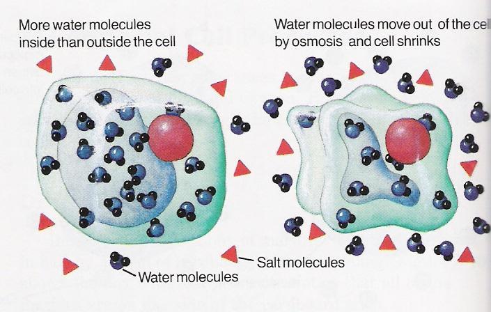 2. Osmosis at work Effect of salt Salt makes