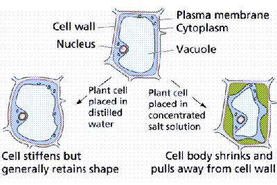 How Organisms Deal with Osmotic Pressure In plants, the pressure exerted