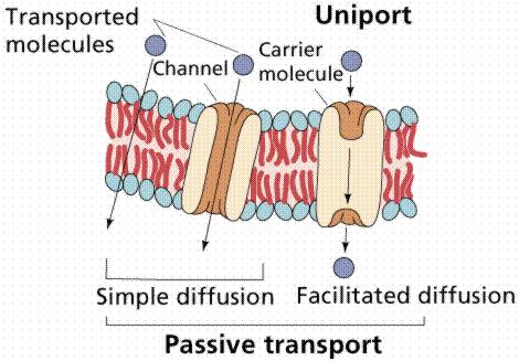 3. Facilitated Diffusion Certain molecules are able to diffuse directly across the lipid