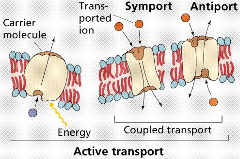 Active Transport Actively moves molecules to where they are