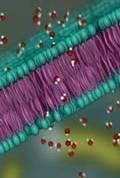 The Cell Membrane All cells have a cell membrane Function: a.