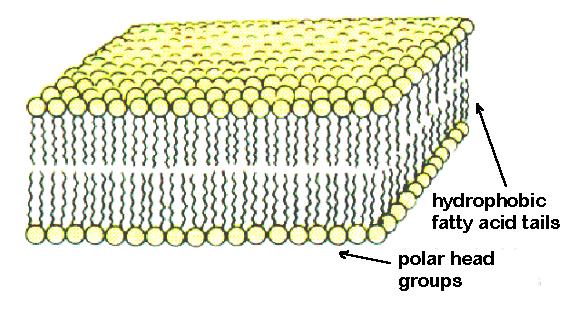 The Cell Membrane The cell
