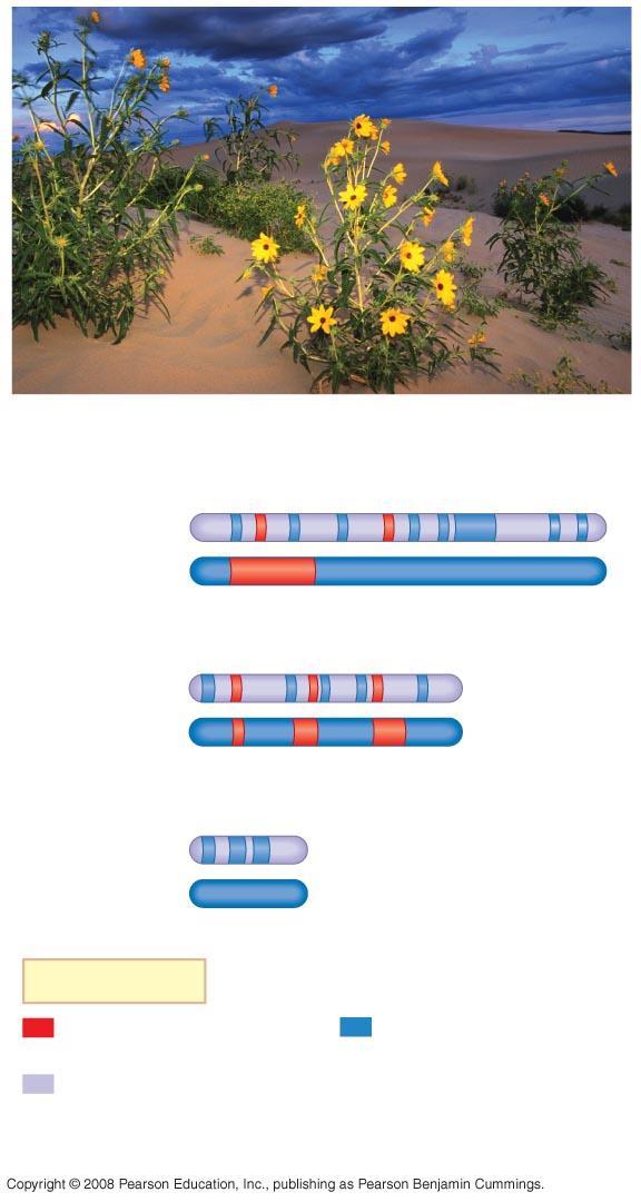 Fig. 24-18 (a) The wild sunflower Helianthus anomalus H. anomalus Chromosome 1 Experimental hybrid H. anomalus Chromosome 2 Experimental hybrid H.
