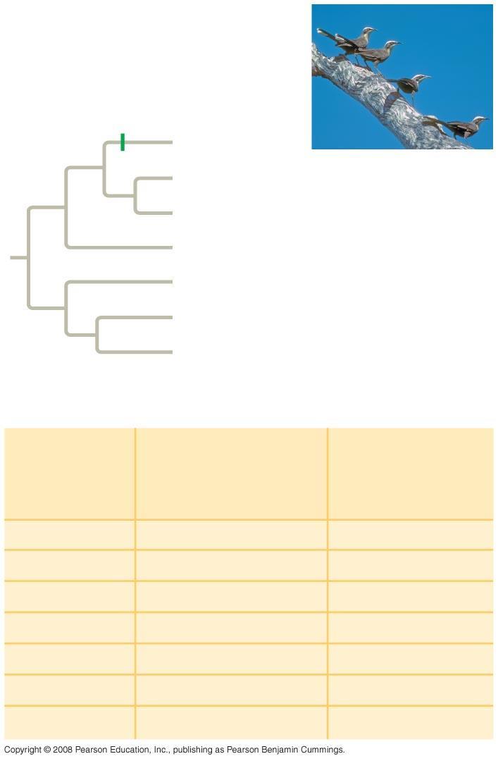 Fig. 24-3 EXPERIMENT Example of a gene tree for population pair A-B Gene flow event Allele 1 B Population 2 3 4 A A A Allele 1 is more closely related to alleles 2, 3, and 4 than to alleles 5, 6, and