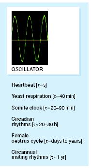 Circadian rythms : most physiological processes are oscillating Circadian rhythm