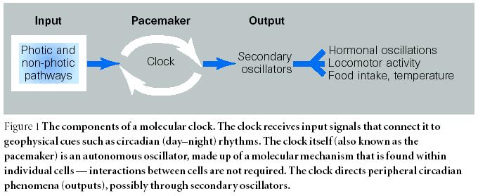 visual cues from the retina) the clock itself (or pacemaker) is located in the anterior hypothalamus
