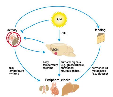 Circadian rythmicity : the pacemaker and the integrated physiological entrainment Phase setting of central and peripheral circadian clocks in nocturnal rodents Master pacemaker in the